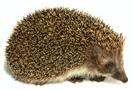 Igel