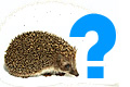 Igel Erklärung